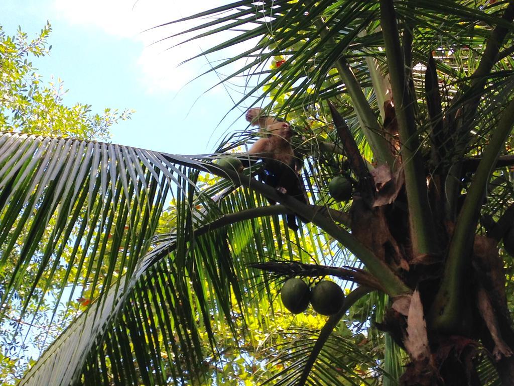 Puerto Jiménez Casa Manglar Villa מראה חיצוני תמונה